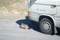 File allegato: