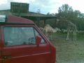 File allegato: