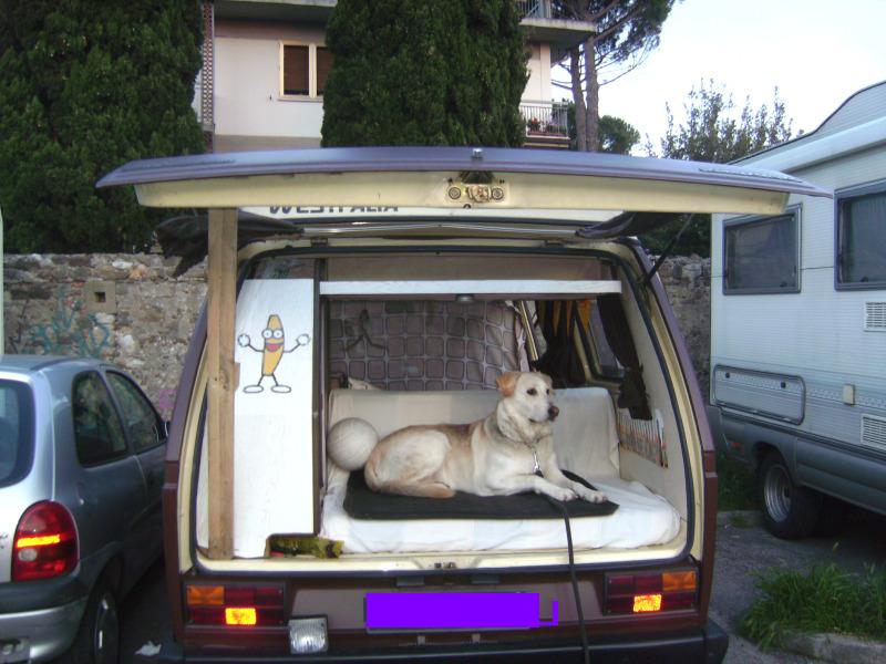 File allegato: