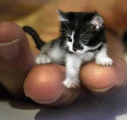 File allegato: