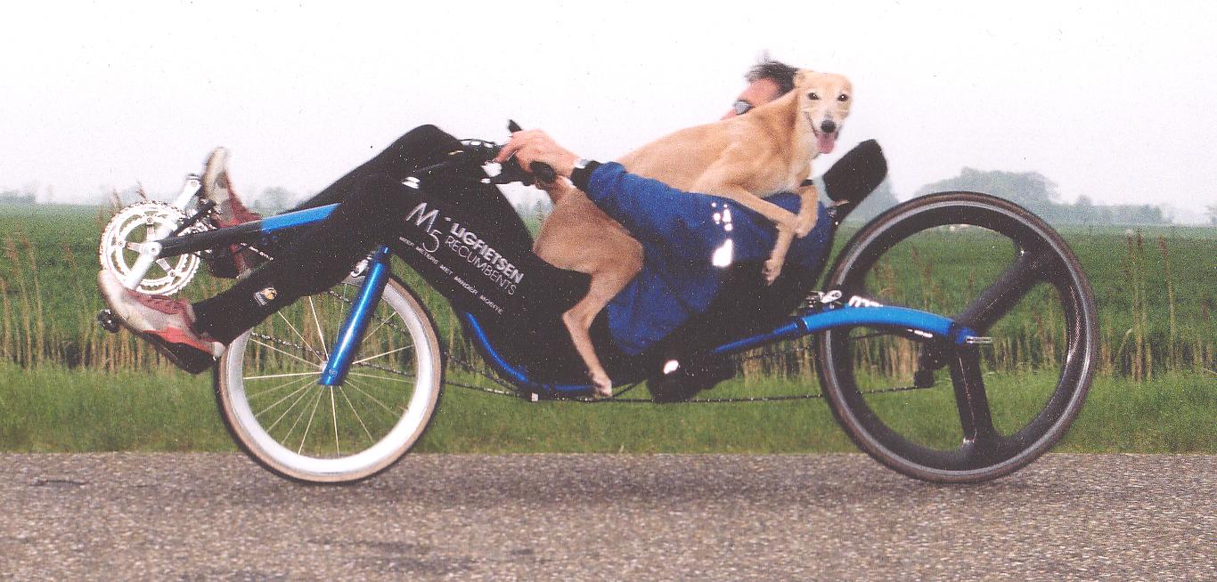 File allegato: