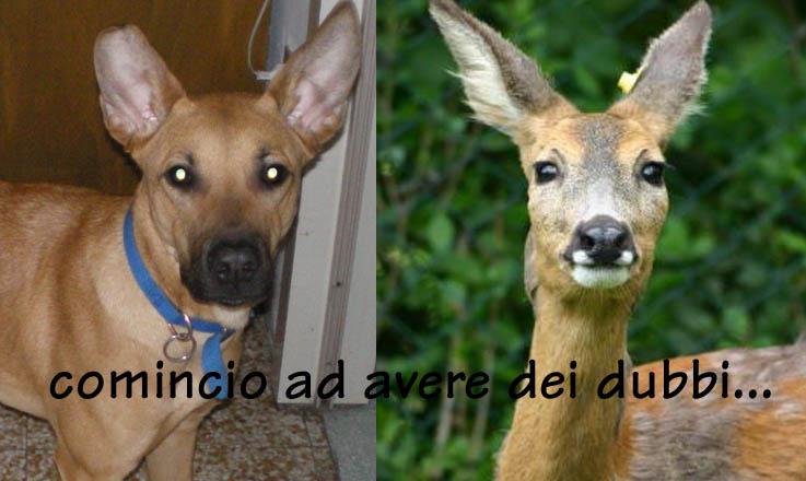 File allegato: