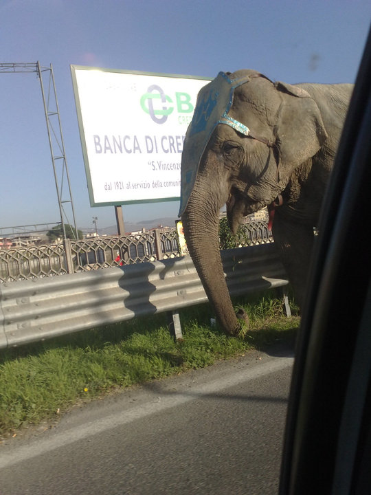 File allegato: