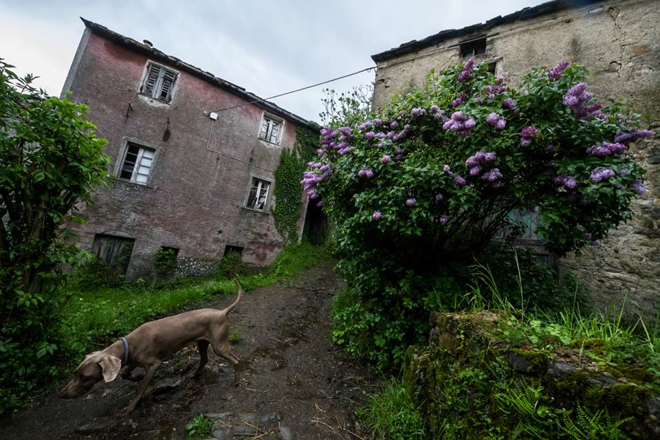 File allegato: